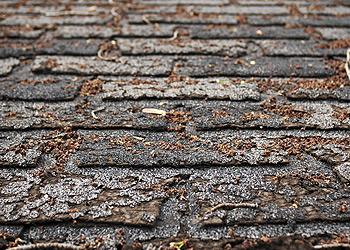Allsides Roofing and Construction Images
